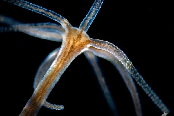 Ссылка для входа на сайт kraken