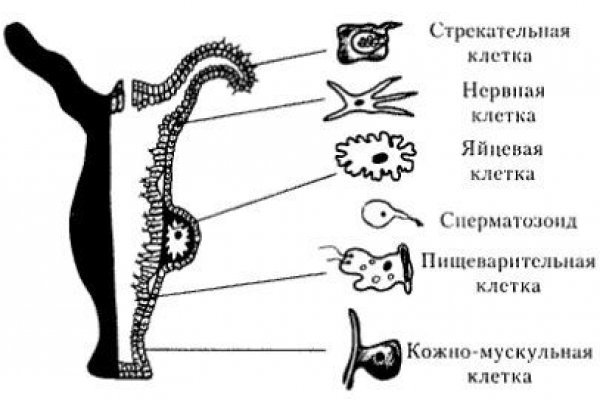 Ссылки на даркнет сайты